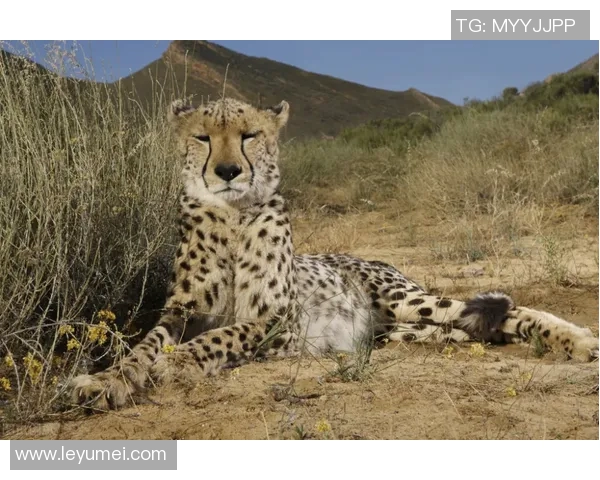 美洲狮与阿特拉斯精彩对决比分揭晓赛况分析与精彩瞬间回顾